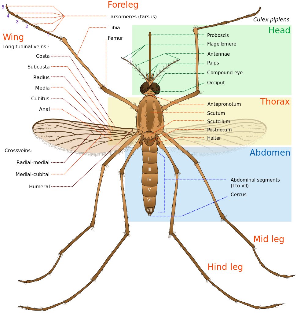 Mosquito Anatomy
